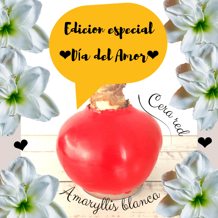 Flor de Cera╭──╯Blanca-Red Edición ❤️”Día del Amor” ❤️ - Florería,  Kokedamas, Regalos y Más!