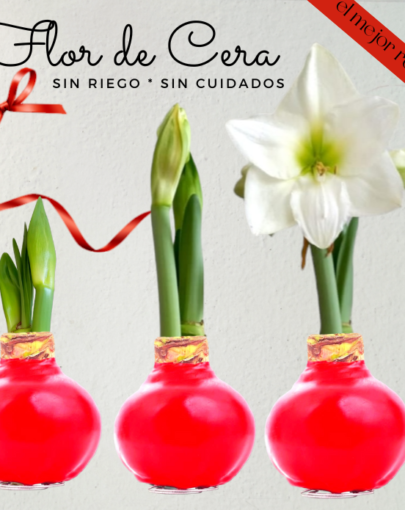 Flor de cera Roja-Flor Blanca