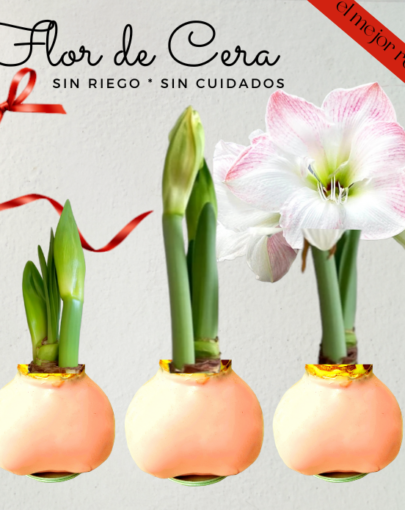 Flor de cera Rosada-Flor Rosada