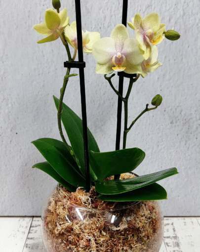 Orquídea mini amarilla