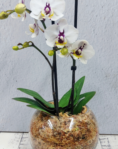 Orquídea mini blanco con morado