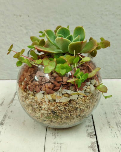 Terrario circular suculentas M