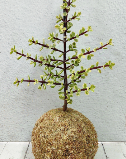 Kokedama Jade Variegado "planta de la abundancia"