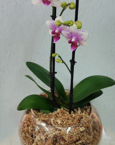 Orquídea Maxi Blanca-Rosada