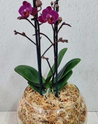 Orquídea Multifloral fucsia