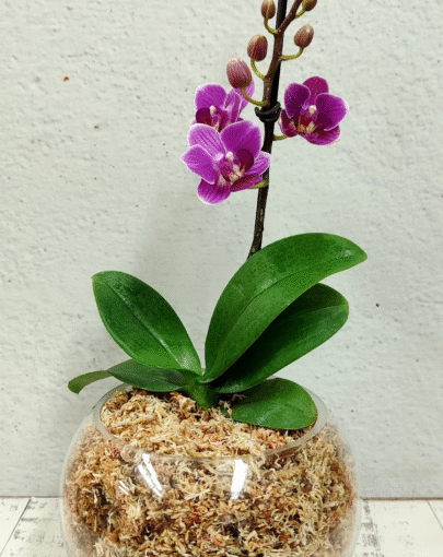 Orquídea mini fucsia