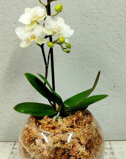 Orquídea mini blanca