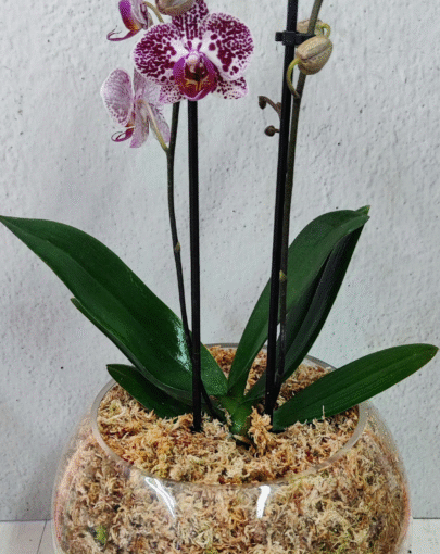 Orquídea Maxi Blanca-Rosada Jaspeada