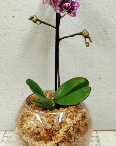 Orquídea mini morada jaspeada