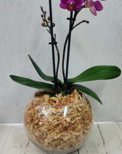 Orquídea Multifloral fucsia
