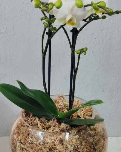 Orquídea Maxi blanca