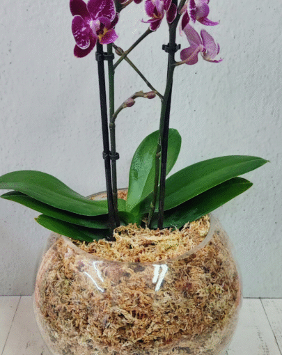 Orquídea Multifloral Fucsia Pintas Blancas