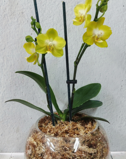 Orquídea Multifloral Amarilla