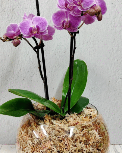 Orquídea Maxi Rosada con Blanco