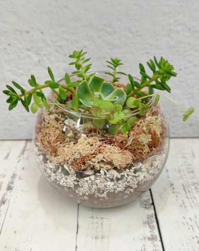 Terrario circular suculentas S