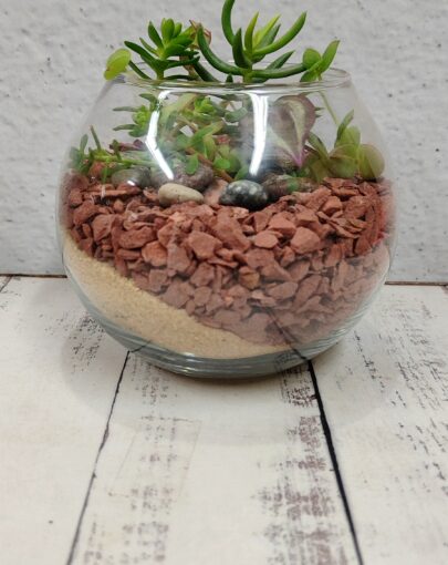 Terrario circular suculentas s