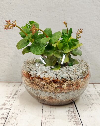 Terrario circular suculentas M