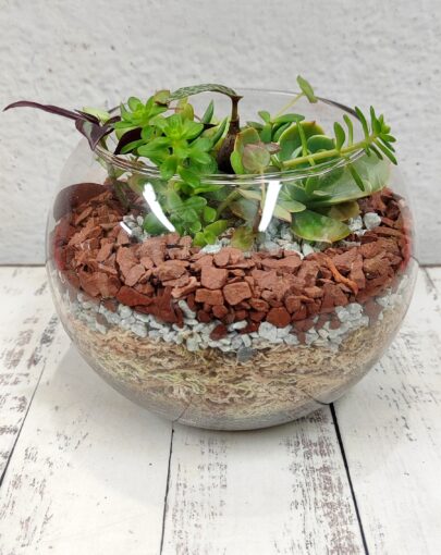 Terrario circular suculentas M