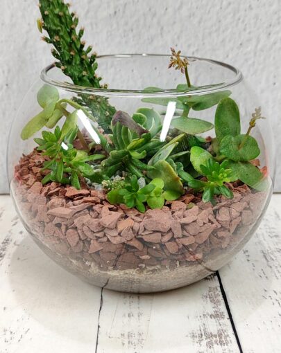 Terrario circular suculentas M