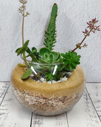 Terrario circular suculentas M