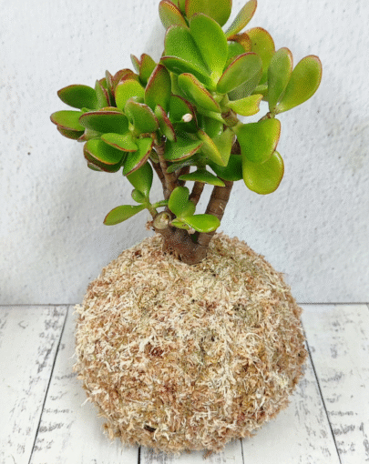 Kokedama Jade ovata “planta de la abundancia”
