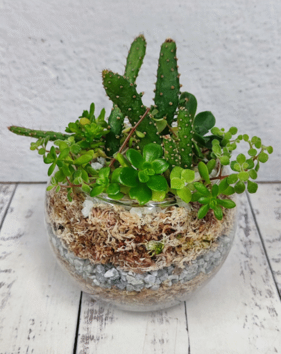 Terrario circular suculentas S