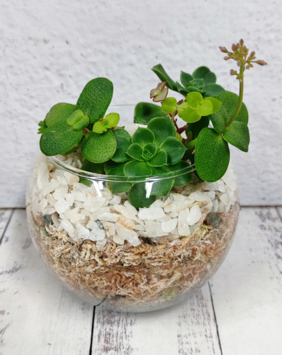 Terrario circular suculentas s