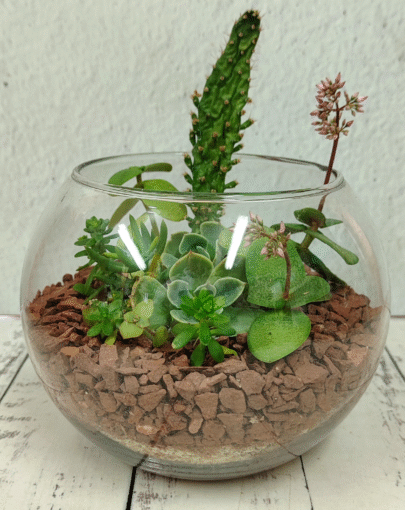 Terrario circular suculentas M