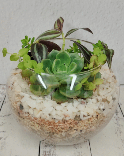 Terrario circular suculentas M