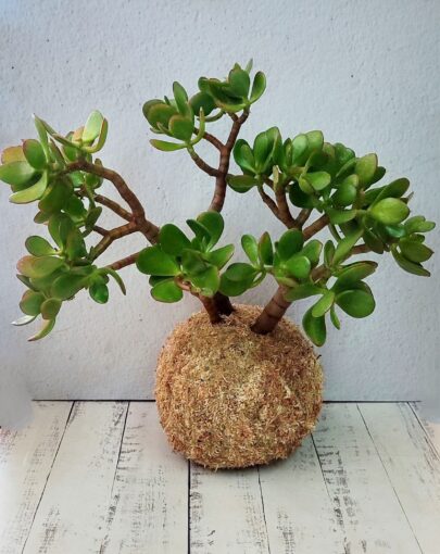 Kokedama Jade ovata xl “planta de la abundancia”