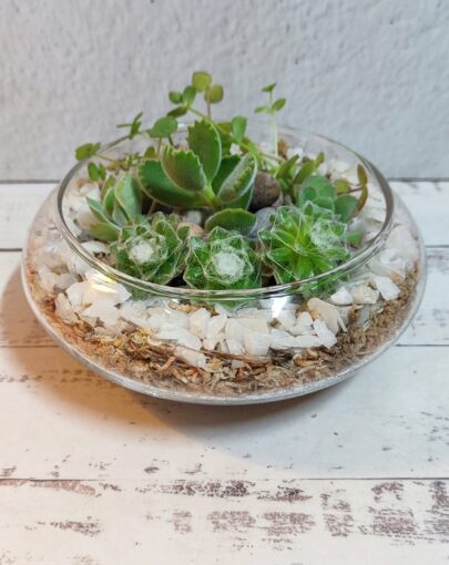 Terrario circular bajo suculentas M
