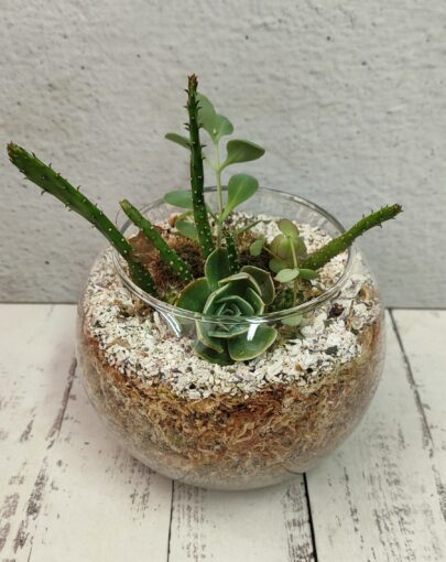 Terrario circular suculentas M