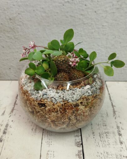 Terrario circular suculentas M