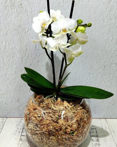 Orquídea Blanca M