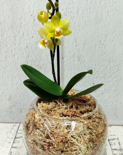 Orquídea Amarilla S