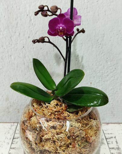 Orquídea Morada S