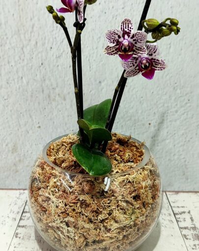 Orquídea Blanca con Morado S