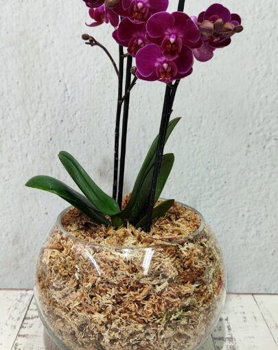Orquídea Morada M