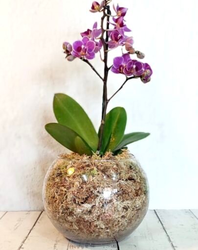 Orquídea Blanca con Morado S