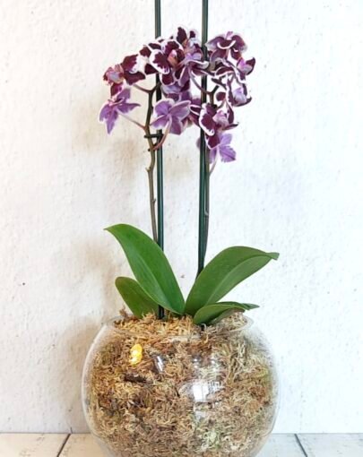 Orquídea Blanca-Morada Jaspeada S