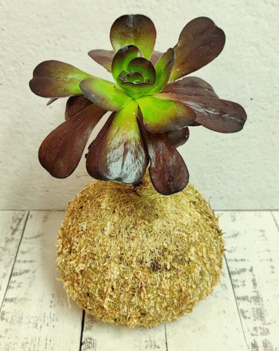 Kokedama Aeonium