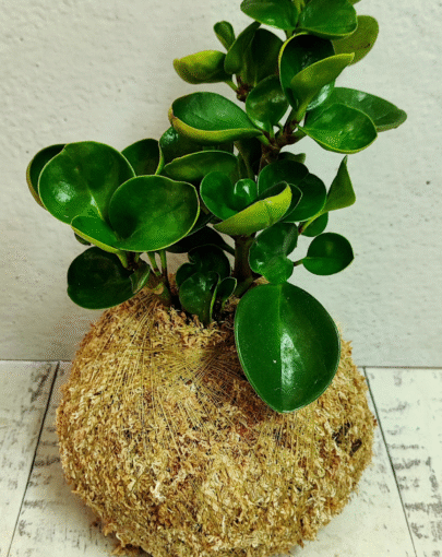 Kokedama Peperomia obtusifolia