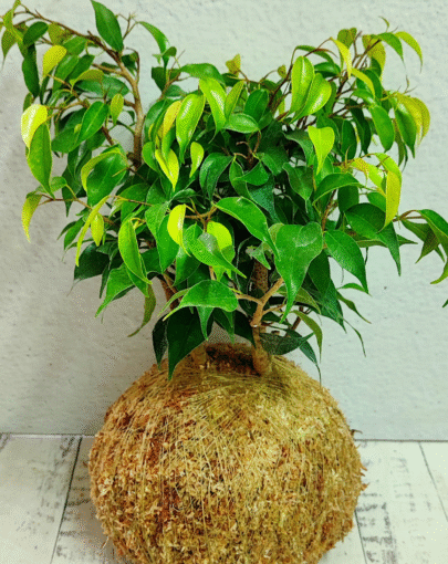 Kokedama Ficus Enano