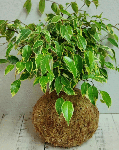 Kokedama Ficus Enano Variegado