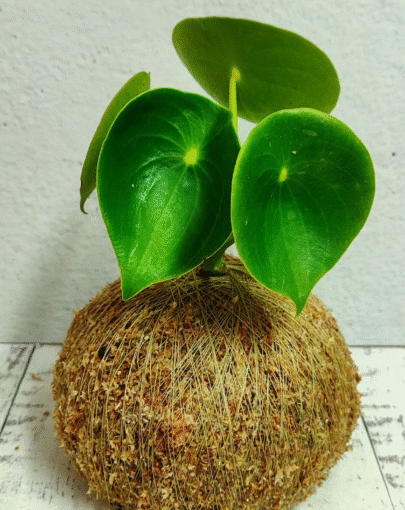 Kokedama Peperomia Cucharita
