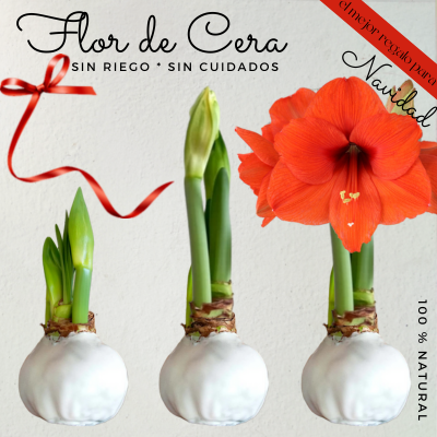 Flor de cera Blanca-Flor Roja