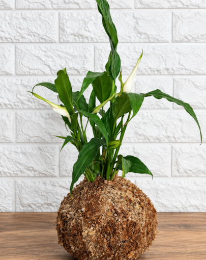 Kokedama Spatifilium "Planta purificadora de aire"