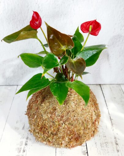 Kokedama Anturio