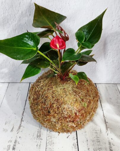 Kokedama Anturio