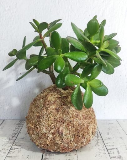 Kokedama Jade Ovata"planta de la abundancia"